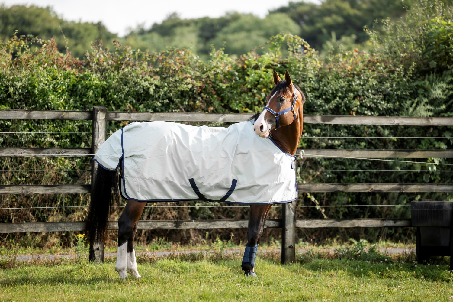 Bucas aktualizacja oferty (3)